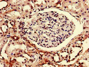 RTP3 Antibody