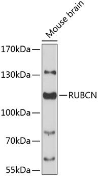 RUBCN antibody