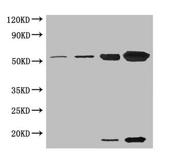 RuBisCO activase Antibody