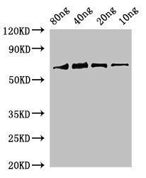 RUBISCO antibody