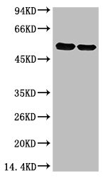 Rubisco (Large Chain) Monoclonal Antibody