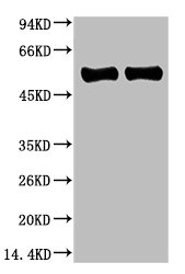 Rubisco (Large Chain) antibody