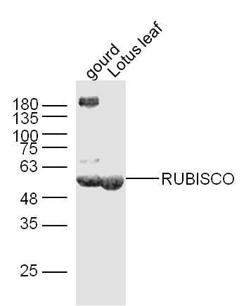 RUBISCO antibody