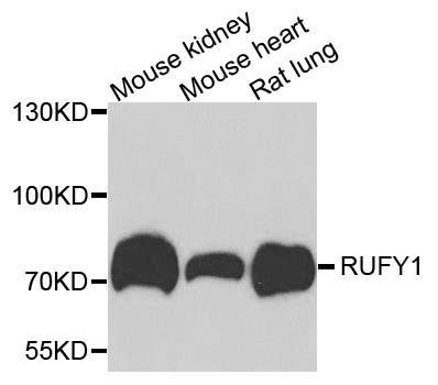RUFY1 antibody