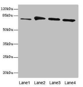 RUFY1 Antibody