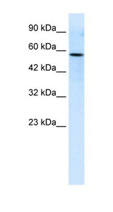 RUFY3 antibody