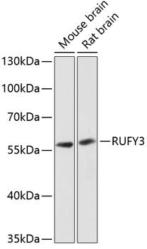 RUFY3 antibody