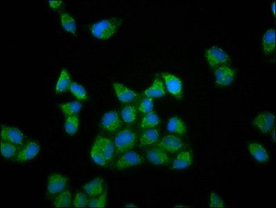RUFY3 Antibody