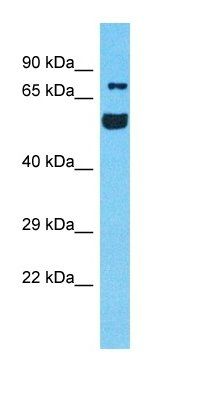 RUFY4 antibody