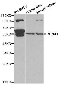 RUNX1 antibody