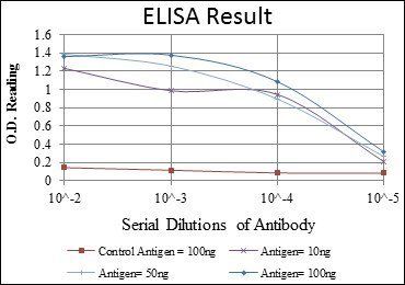 RUNX1 Antibody