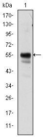 RUNX1 Antibody