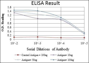 RUNX1 Antibody