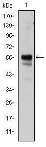 RUNX1 Antibody