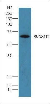 RUNX1T1 antibody