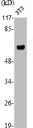 RUNX2 Antibody