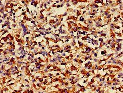 RUNX3 Antibody