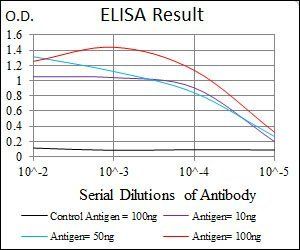 RUNX3 Antibody