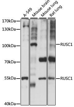 RUSC1 antibody