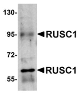 RUSC1 Antibody