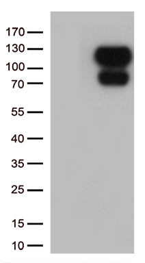 RUSC2 antibody