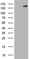RUVBL2 Antibody