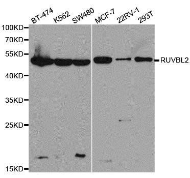 RUVBL2 antibody