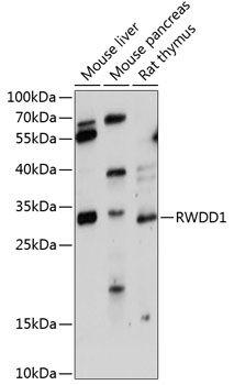 RWDD1 antibody
