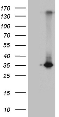 RWDD3 antibody