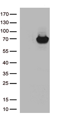 RWDD3 antibody