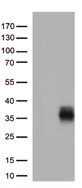 RWDD3 Antibody