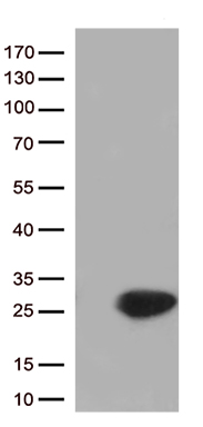 RWDD3 Antibody