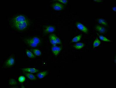 RXFP1 antibody