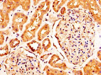 RXFP2 Antibody