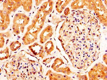 RXFP2 antibody