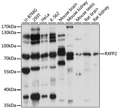 RXFP2 antibody