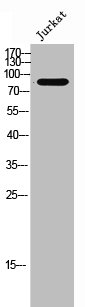 RXFP2 antibody