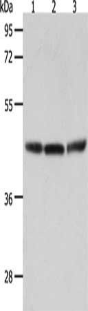 RXFP4 antibody