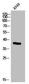 RXFP4 antibody
