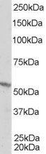 Goat anti-RXR beta Antibody