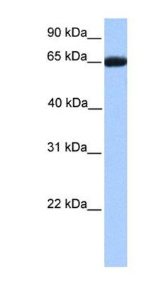 RXRB antibody