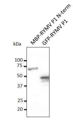 RYMV P1 antibody