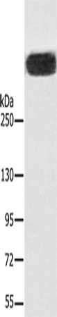 RYR1 Antibody