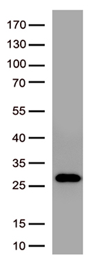 S Protein antibody