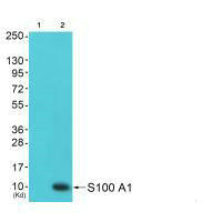 S100A1 antibody