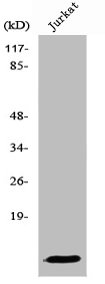 S100A10 antibody