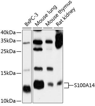 S100A14 antibody