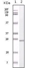 S100A1 Antibody