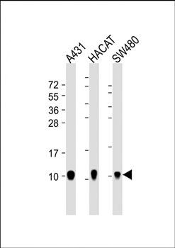 S100A2 antibody
