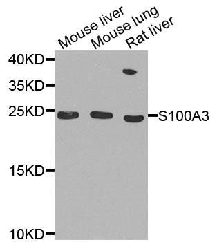 S100A3 antibody